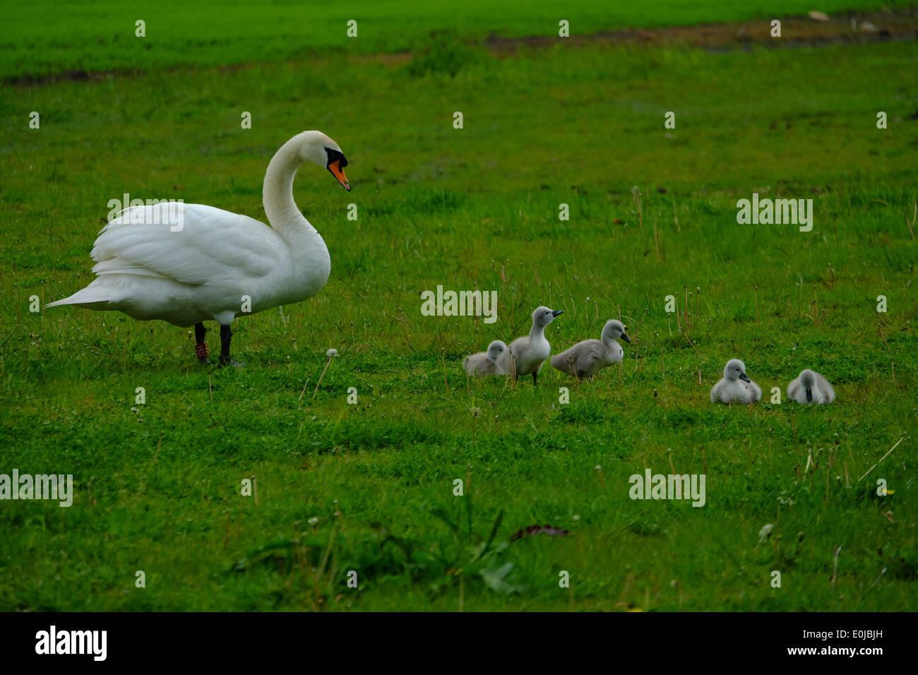 Orgogliosa Mamma con cygnets. Foto Stock