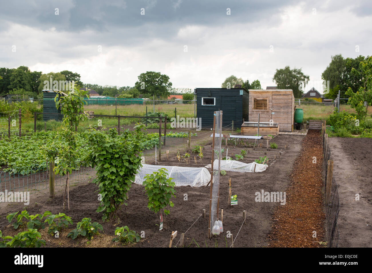 Un perfetto mantenuto riparto giardino nei Paesi Bassi Foto Stock