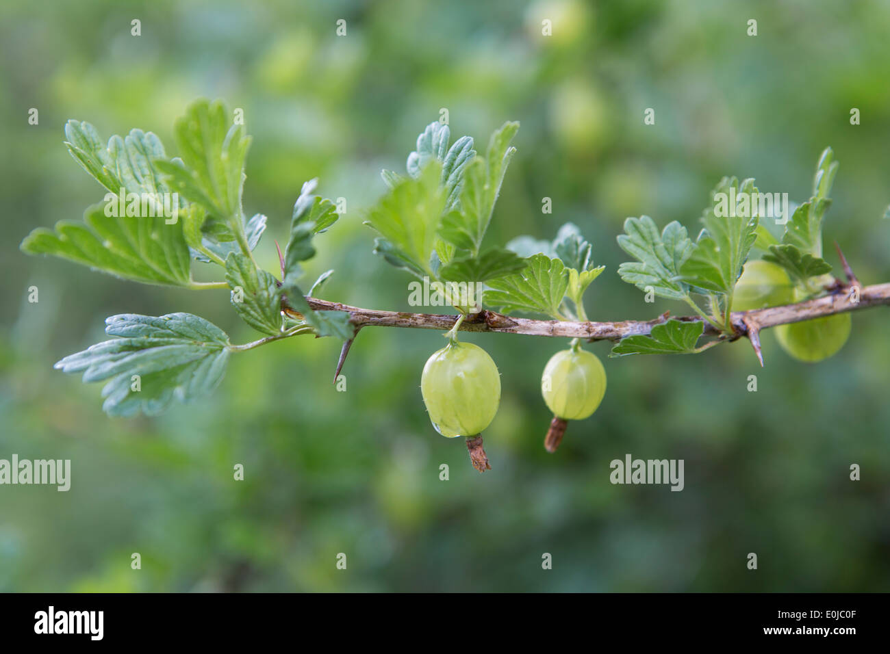 Close up di un Uva spina verde nel riparto giardino durante la primavera Foto Stock