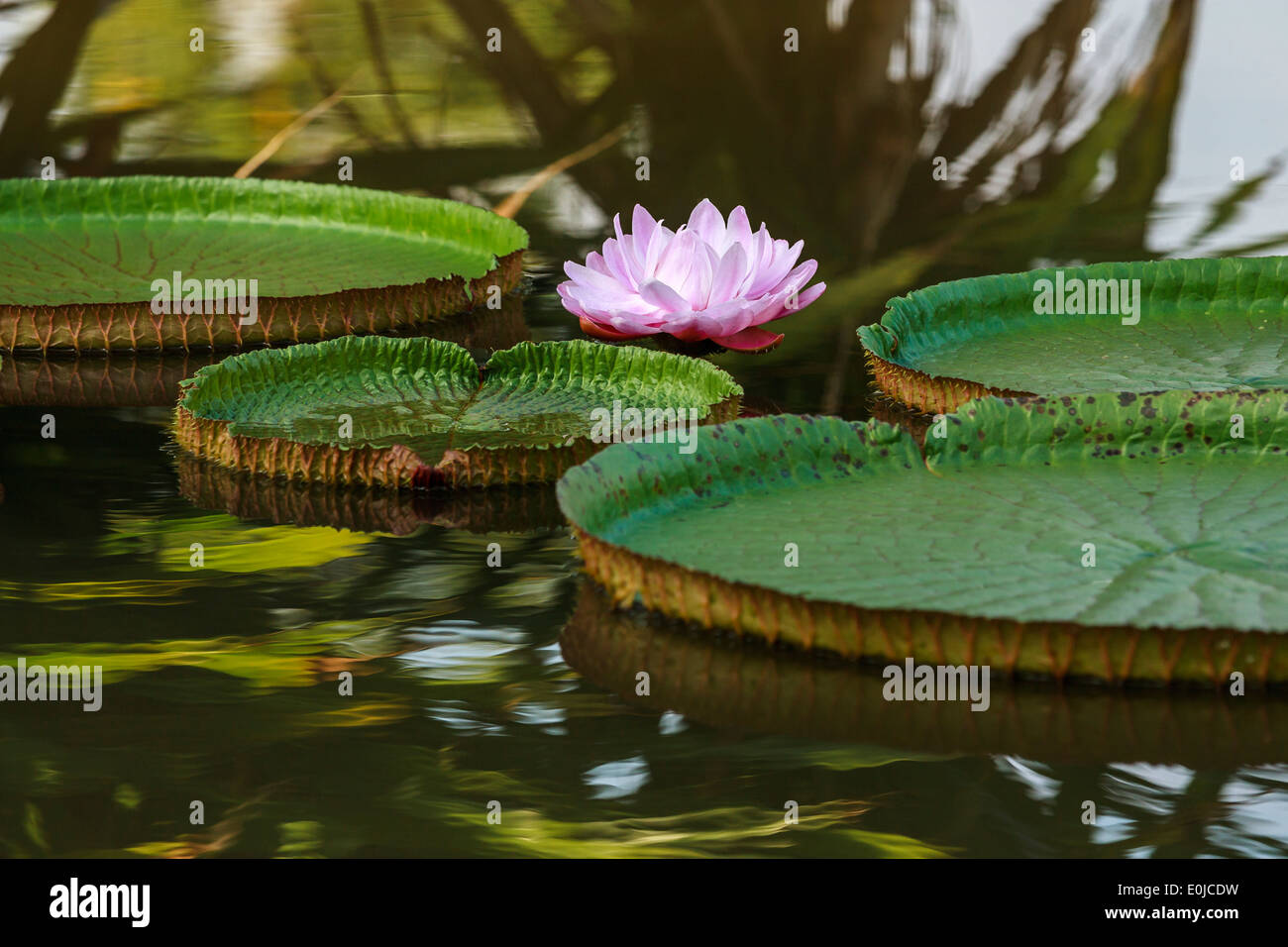 Lotus ninfee galleggianti in stagno Foto Stock