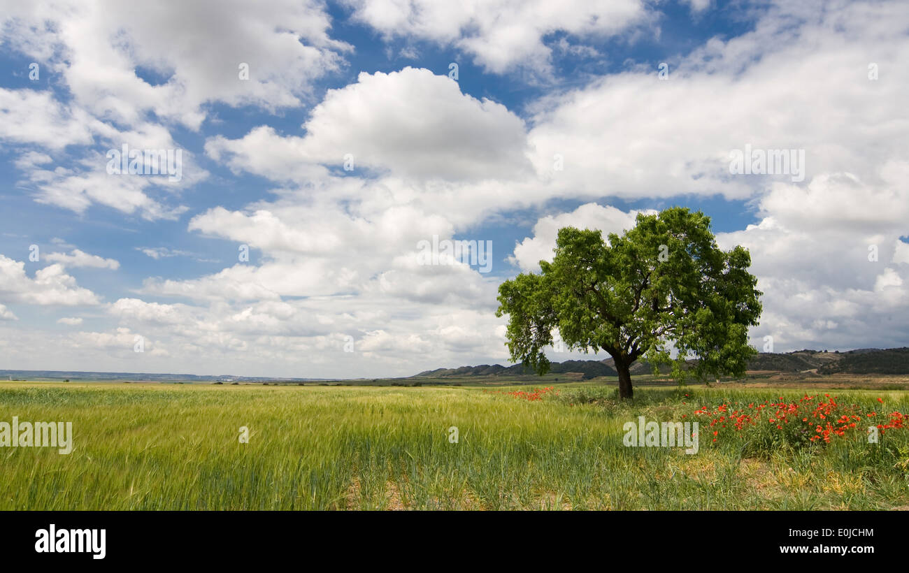 Prairie in La Noguera, Catalonia, in primavera. Foto Stock