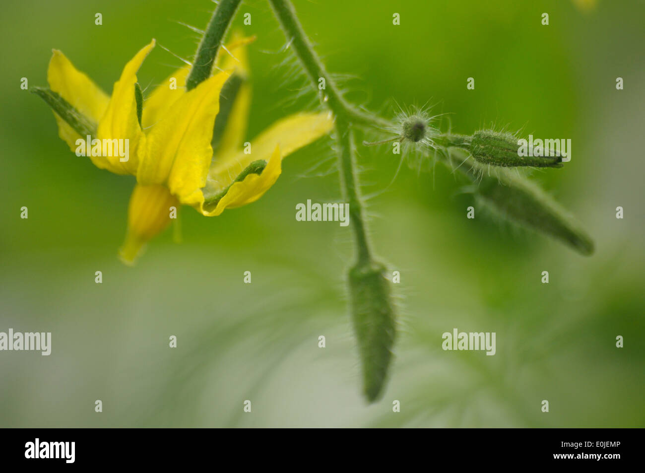 Close-up foto del fiore di pomodoro e diverse gemme Foto Stock