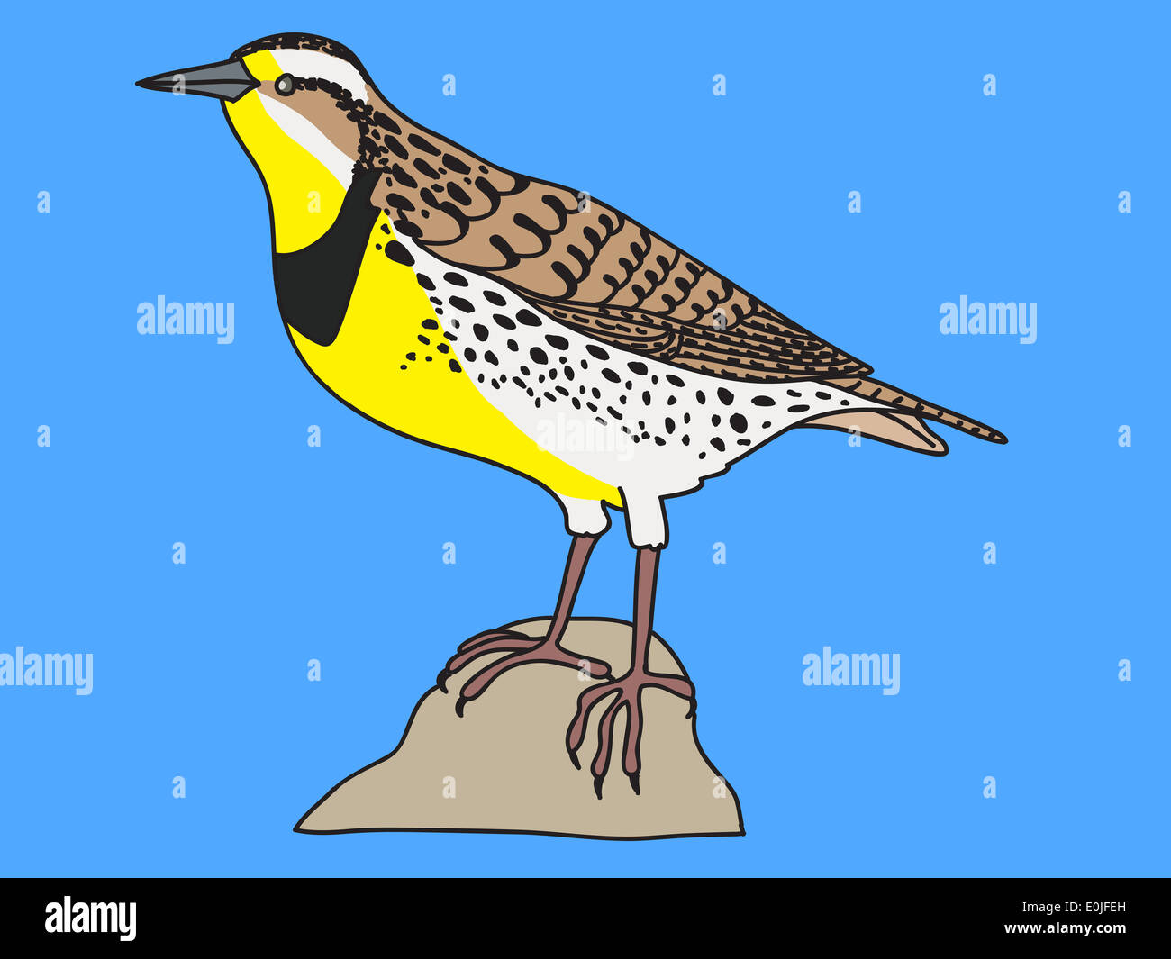 Western meadowlark bird illustrazione Foto Stock