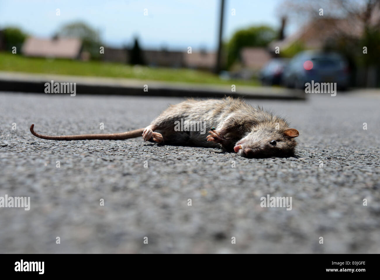 Un ratto gigante raffigurato su strada in una zona residenziale di Woodingdean, Brighton East Sussex, Regno Unito. Foto Stock