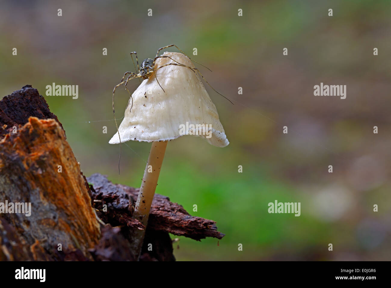 Spinne, Weberknecht (Opiliones spec.) sitze auf einem Pilz, Helmling ( Mycena spec.) Brandeburgo Deutschland, Europa Foto Stock