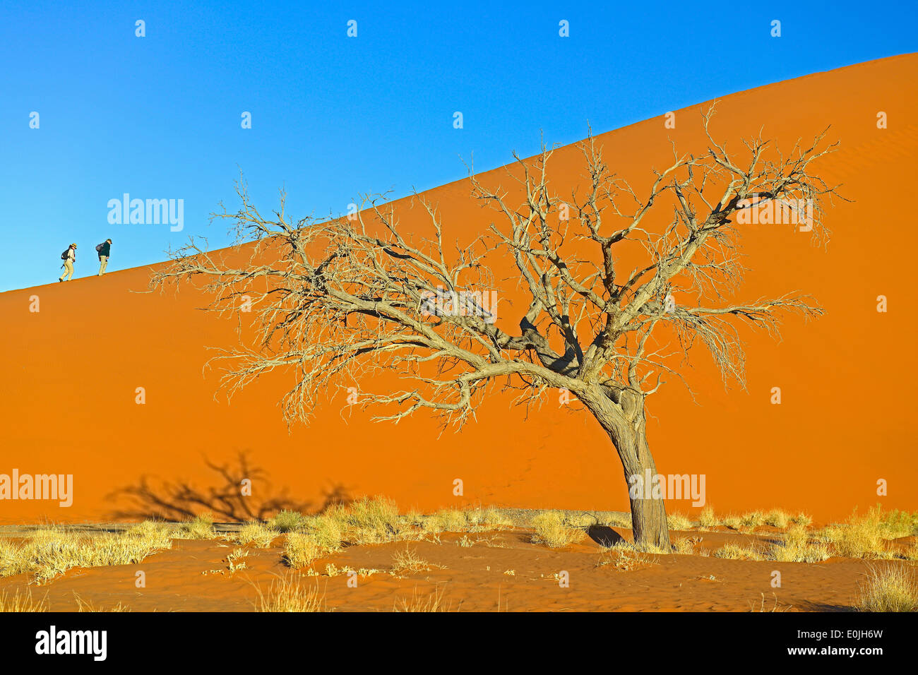 Touristen besteigen Duene 45 im Abendlicht letzten, Namib Naukluft Nationalpark, Sossusvlei, Namibia, Afrika Foto Stock