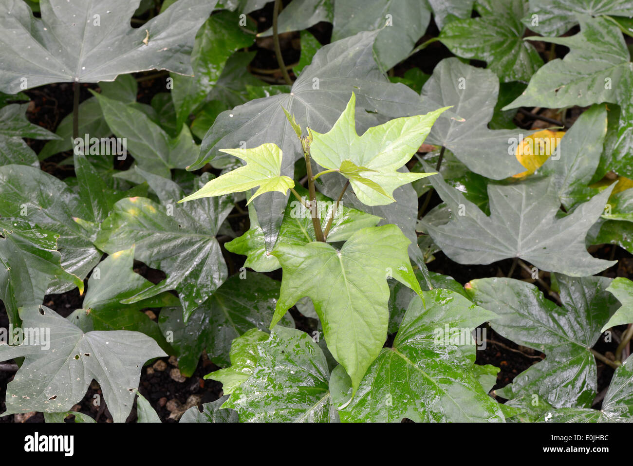 Pflanze der Süßkartoffel, batate, Weiße Kartoffel, Knollenwinde (Ipomoea batatas), Vorkommen Asien Foto Stock