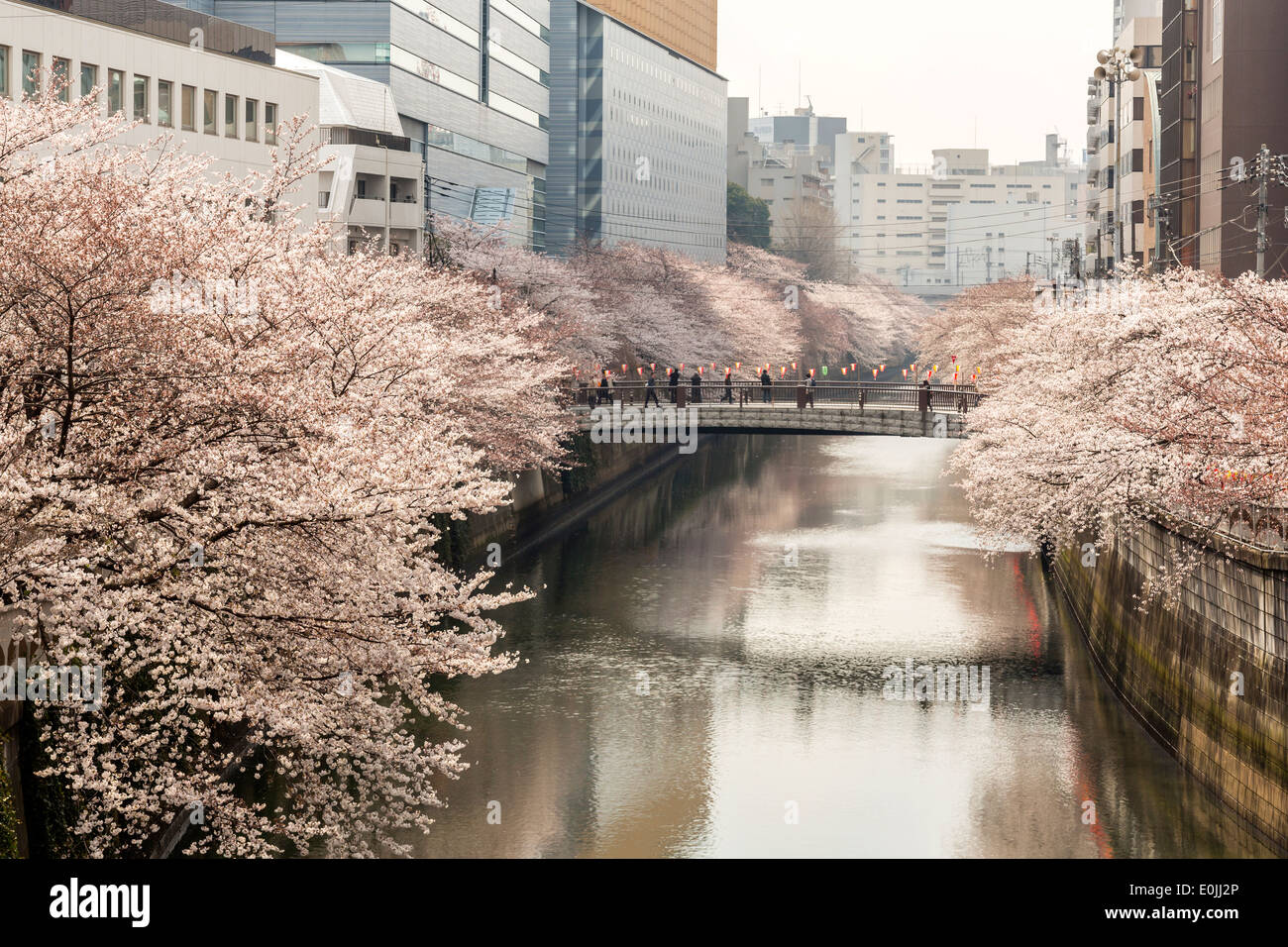 Fiori di Ciliegio lungo il fiume Meguro Foto Stock