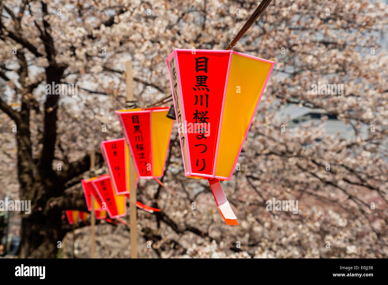 Fiori di Ciliegio lungo il fiume Meguro Foto Stock