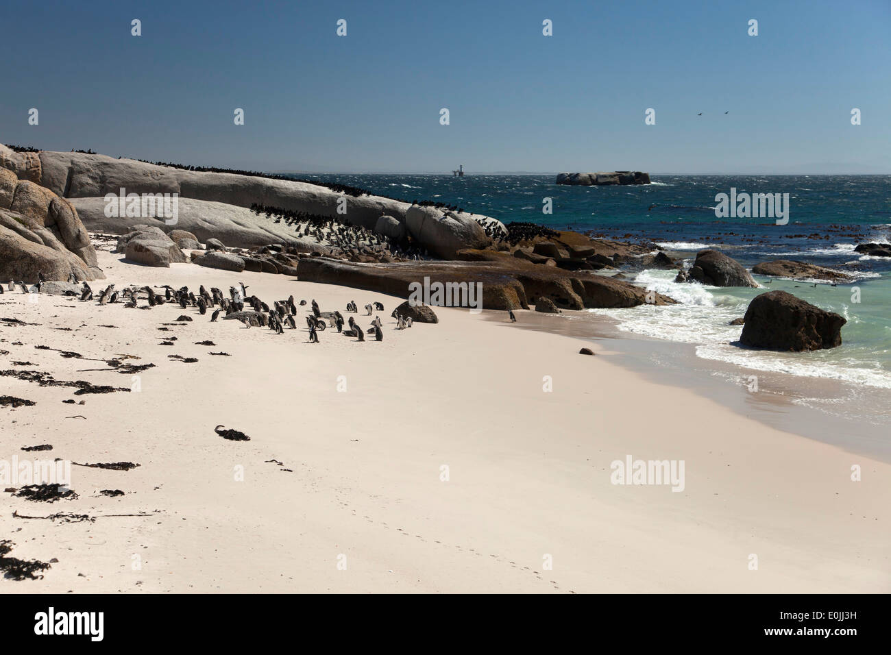 I Penguins africani Spheniscus demersus presso la spiaggia del masso vicino alla Città di Simon, Cape Town, Western Cape, Sud Africa Foto Stock