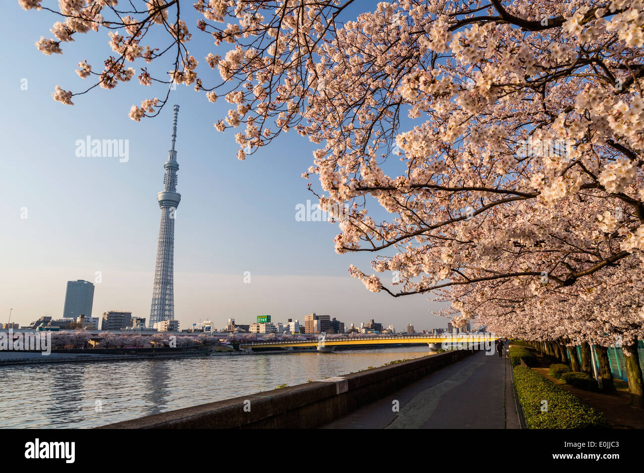 Tokyo skytree tower e fiori di ciliegio Foto Stock
