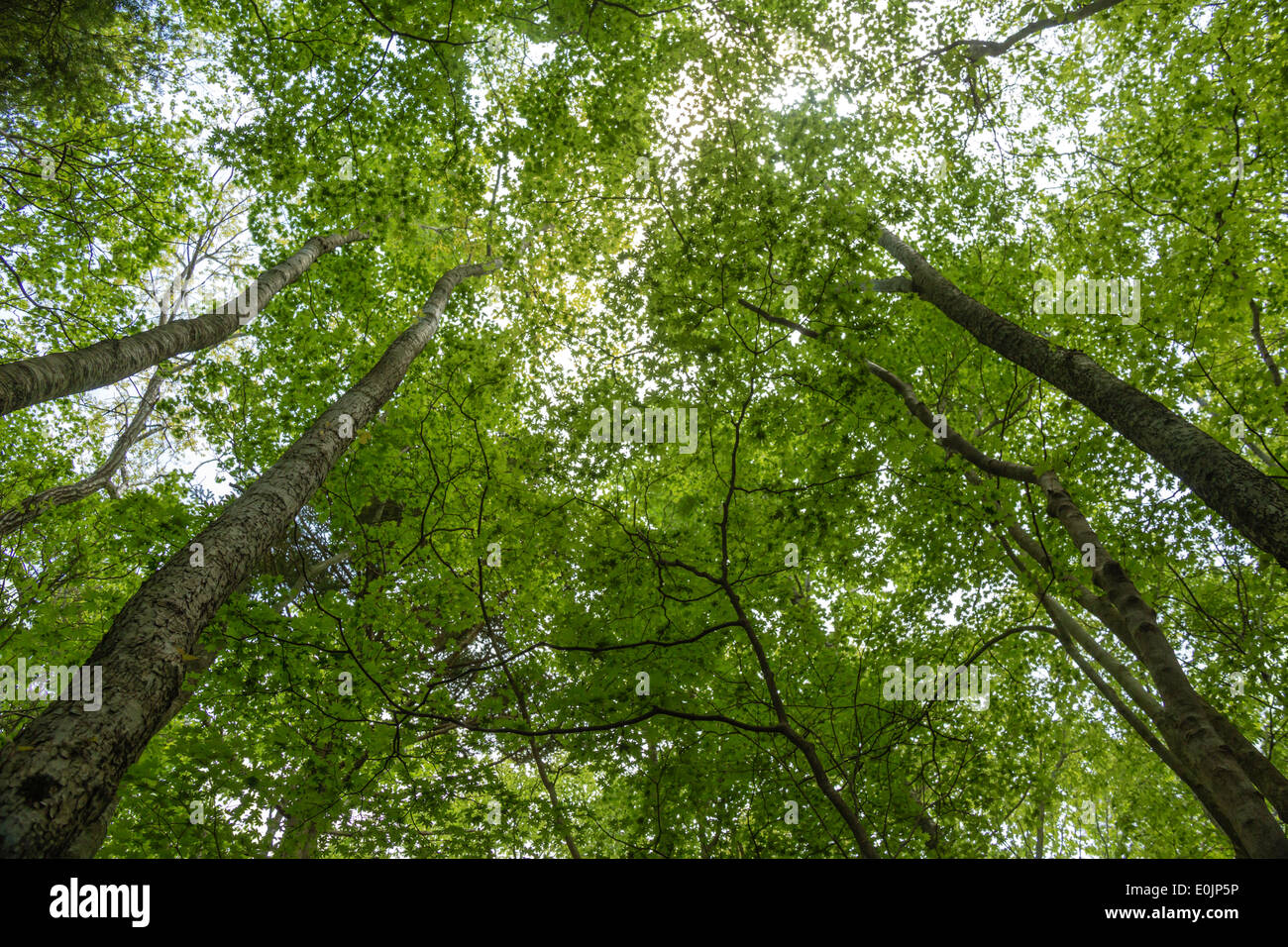 Basso angolo vista di alberi di alto fusto in Yamanashi, Giappone Foto Stock