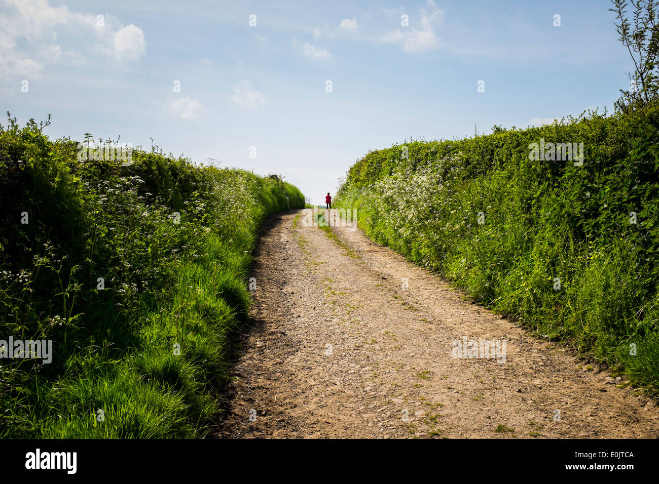 Una donna sola escursionista in rosso alla fine di un paese rurale lane nel Devon, Inghilterra Foto Stock