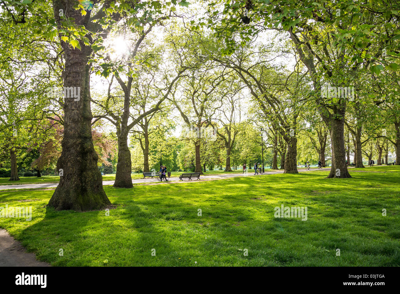 Hyde Park, ampio Walk, London, Regno Unito Foto Stock