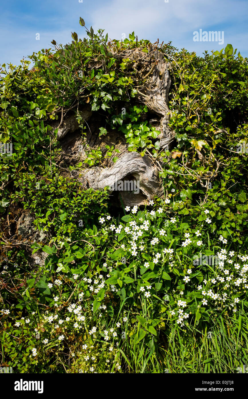 Un nodose ceppo di albero in una siepe nel Devon, Inghilterra Foto Stock