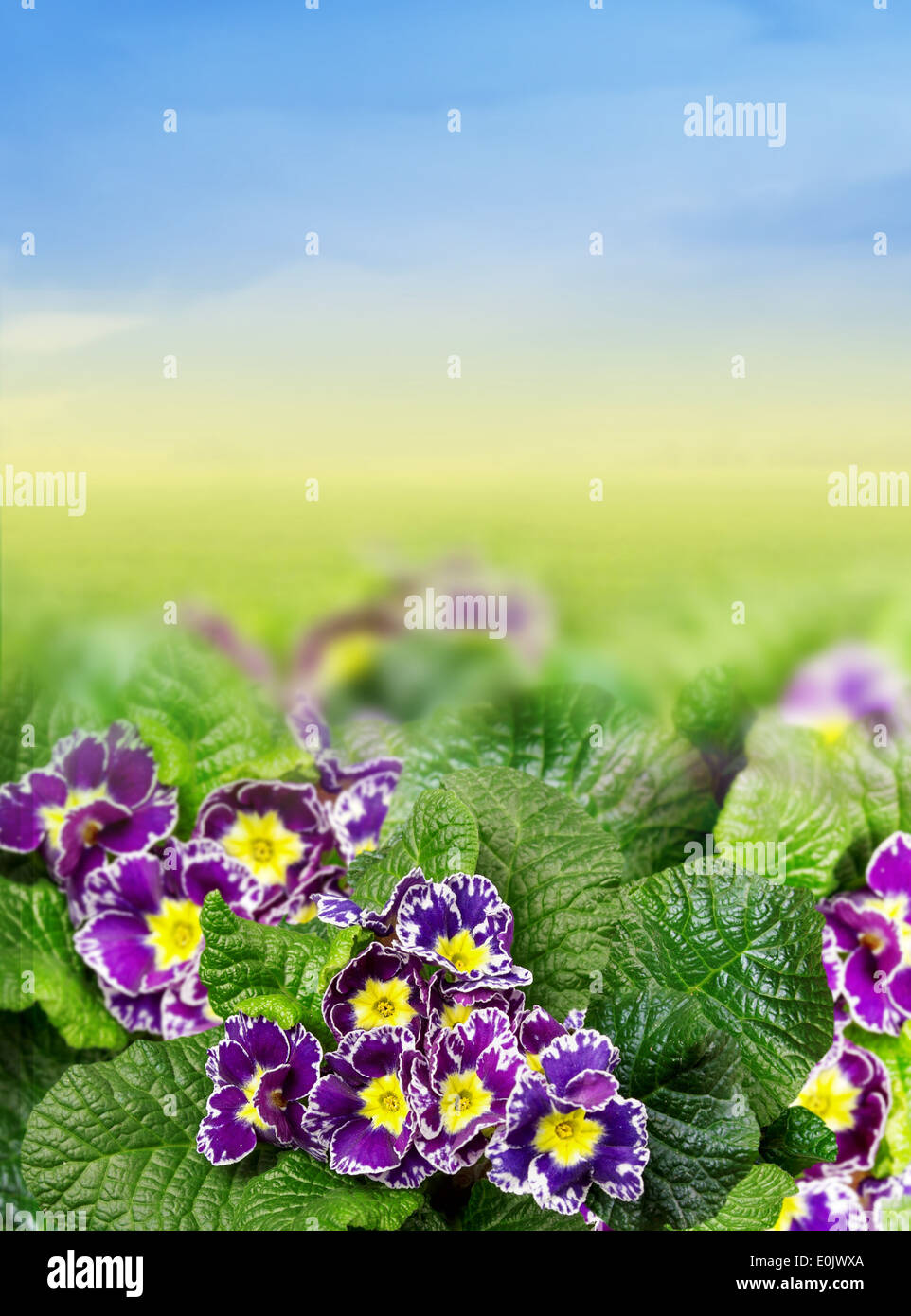 Bordo floreale con viola primrose, primel Foto Stock