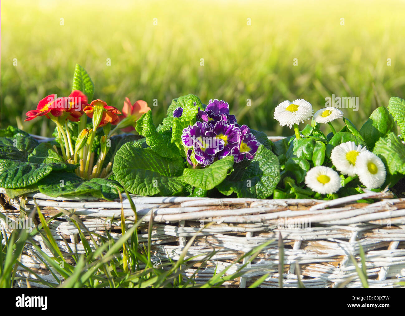 Fiori di Primavera, primule e margherite sul prato di erba Foto Stock