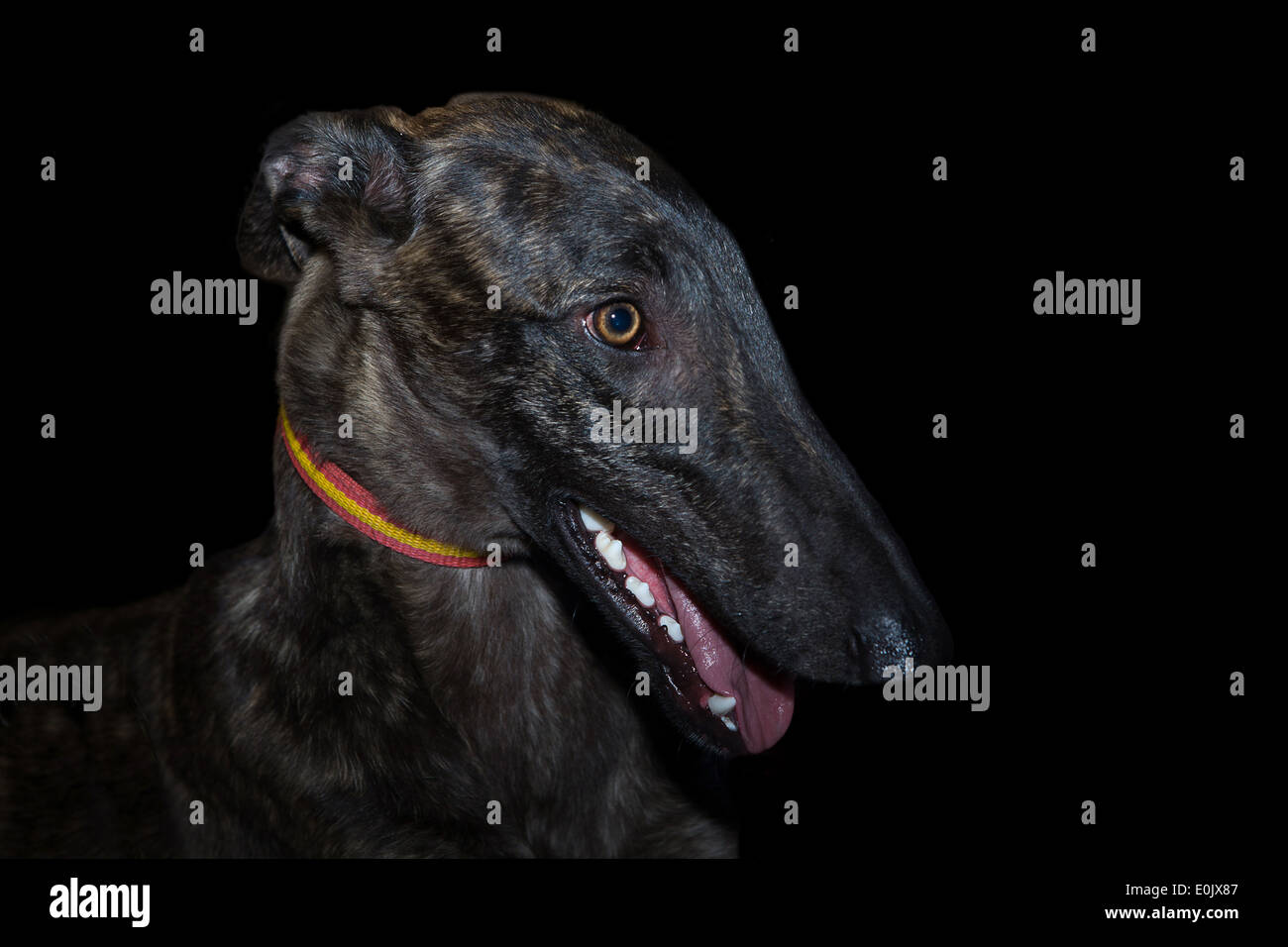 Levriero spagnolo, 9 mesi di età, ritratto su sfondo nero Foto Stock