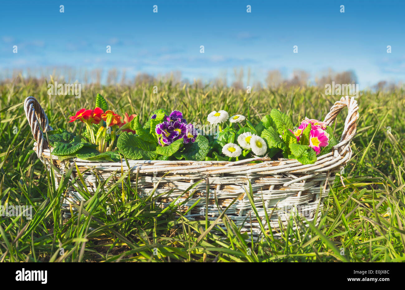 Fiori, primule, Margherite , in bianco cesto intrecciato su prato Foto Stock