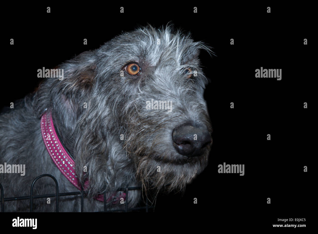 Scottish Deerhound cane guardando la telecamera, isolato su nero Foto Stock