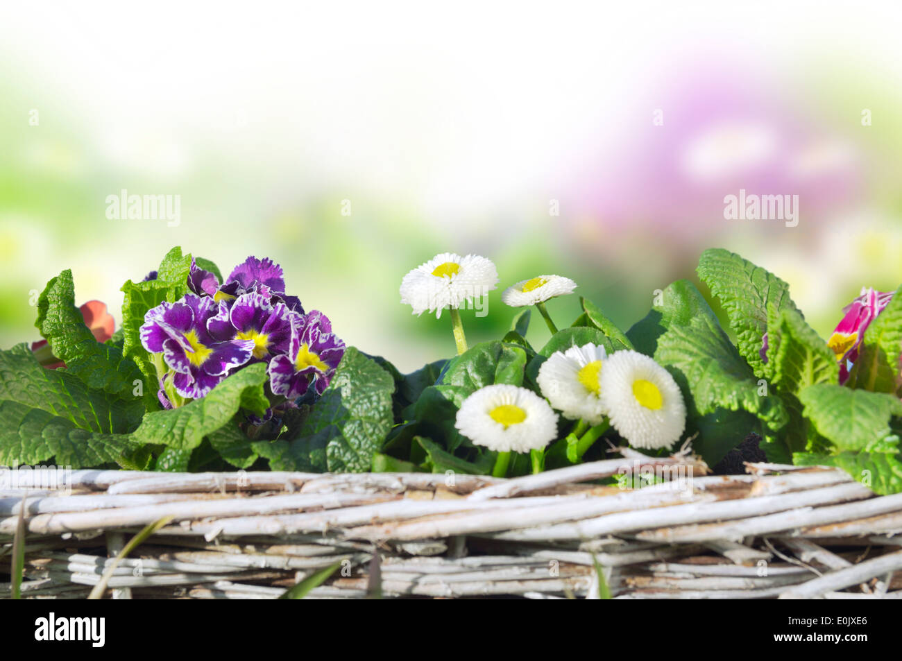 Sfondo floreale con primule, margherite fiori in cesto, isolato Foto Stock