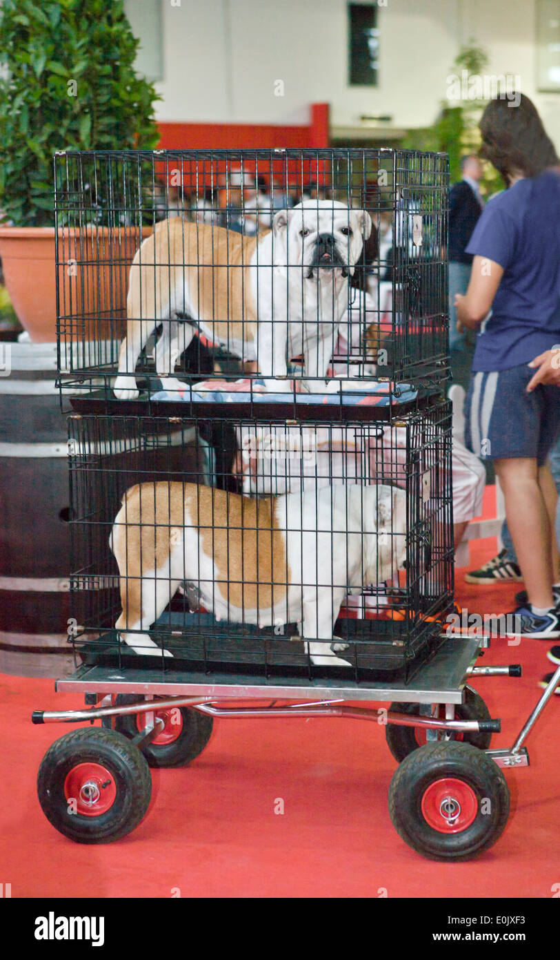Due Bulldog inglese essendo trasnported dal carrello sul loro gabbia Foto Stock