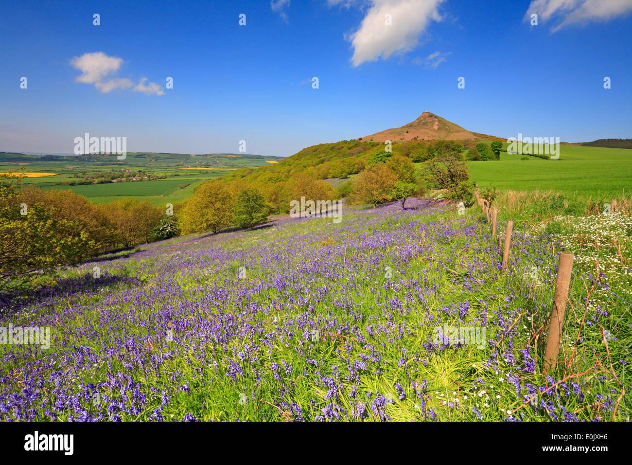 Bluebells Newton legno Roseberry Topping North Yorkshire North Yorks Moors National Park England Regno Unito Foto Stock