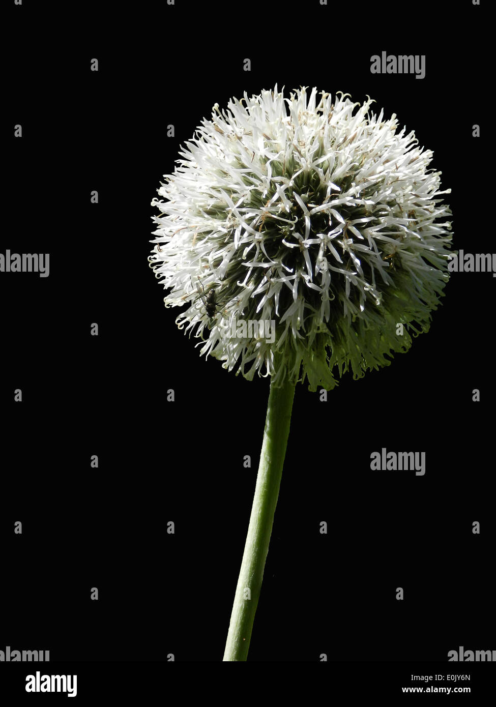 Fiore di isolato di sfera con sfondo nero Foto Stock