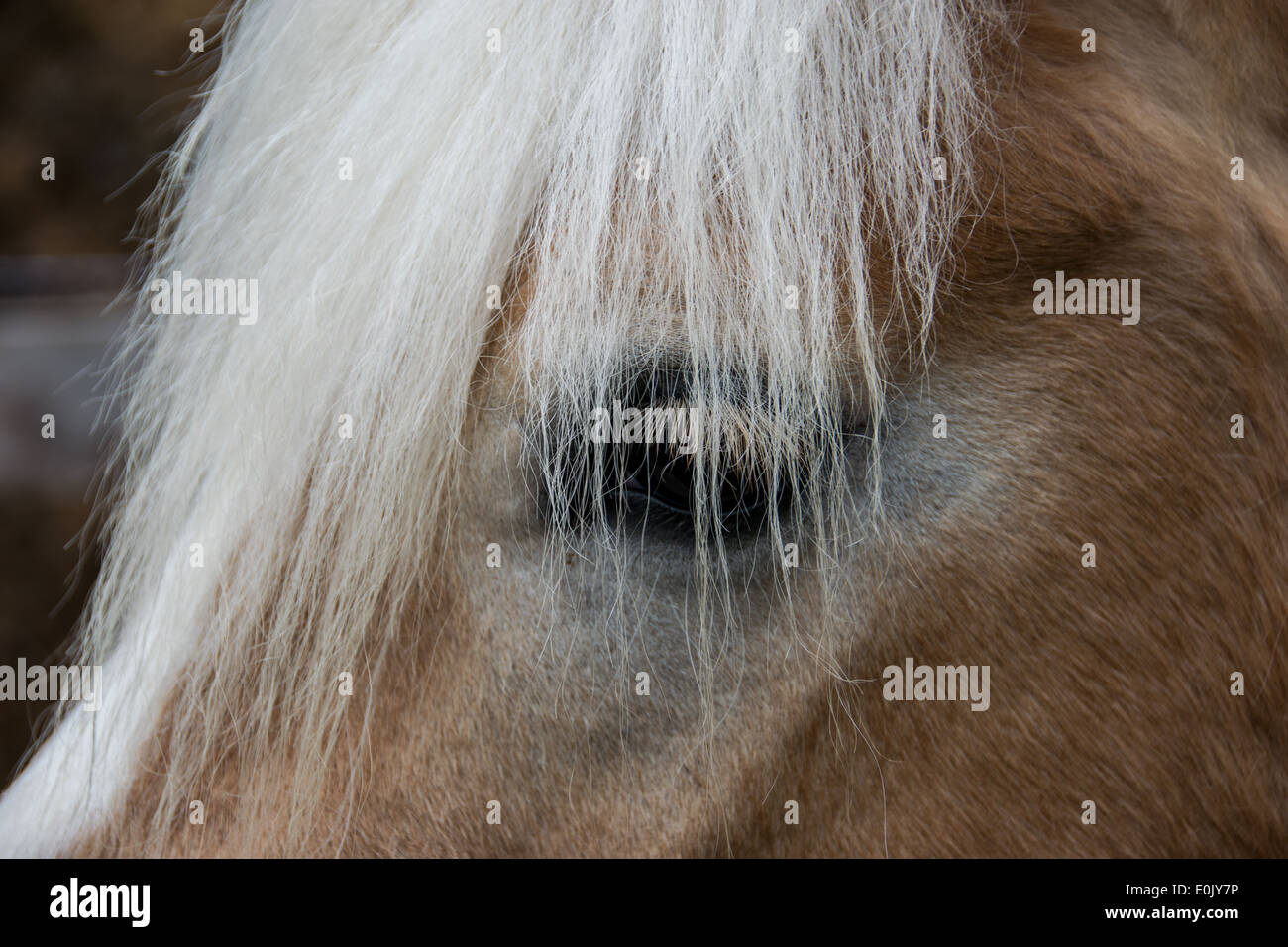 Cavallo bianco con la criniera, primo piano Foto Stock