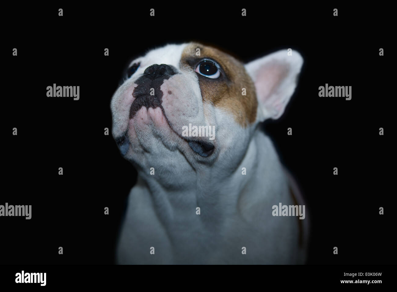 Un bellissimo bulldog francese cane ritratto di testa con graziosi espressione nel volto rugoso in piedi e guardare Foto Stock