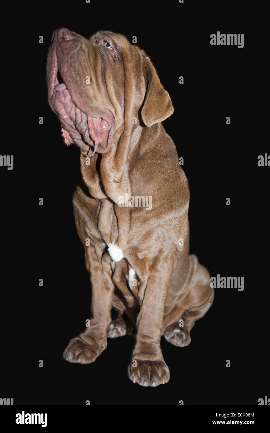 Mastino Napoletano, 9 mesi di età, seduto di fronte a sfondo nero Foto Stock