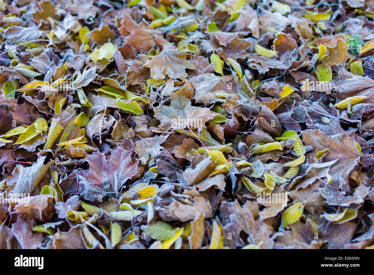 Frosty foglie sul suolo della foresta in autunno quali faggi e foglia di platano nel Regno Unito Foto Stock
