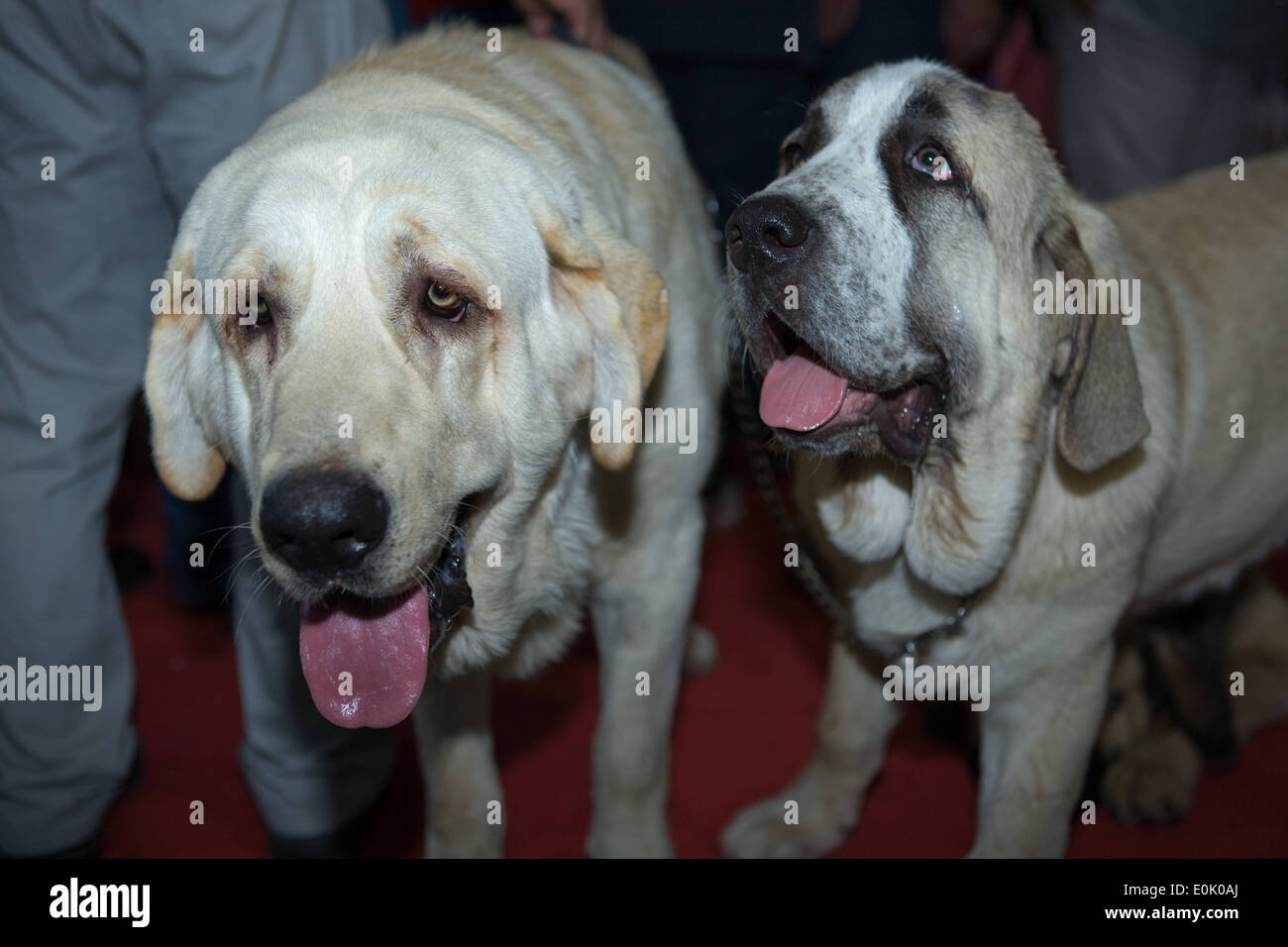 Due spagnoli Mastiff , madre e figlio, isolata su uno sfondo scuro Foto Stock