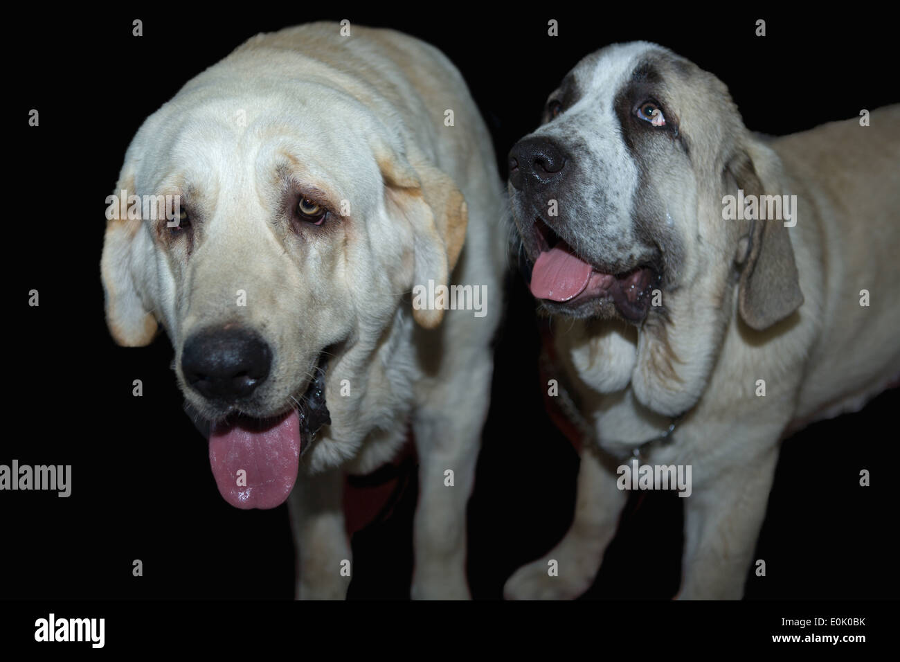 Due spagnoli Mastiff , madre e figlio, isolata su uno sfondo scuro Foto Stock
