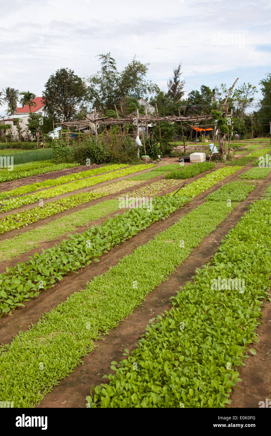 Azienda agricola biologica nella periferia di Hoi An Vietnam Foto Stock