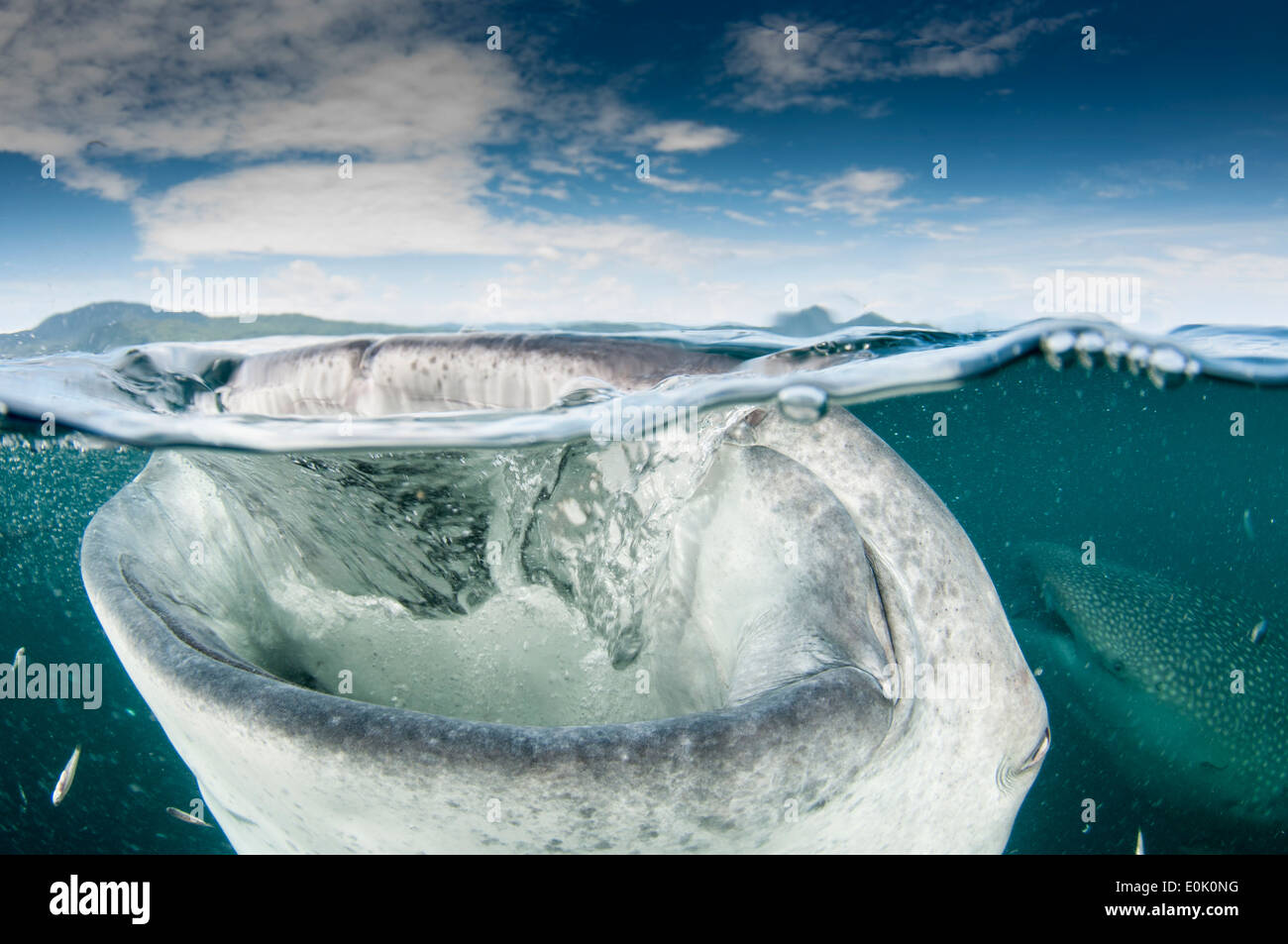 Squalo Balena con la bocca aperta, Cenderawasih Bay, Nuova Guinea, Indonesia (Rhincodon typus) Foto Stock