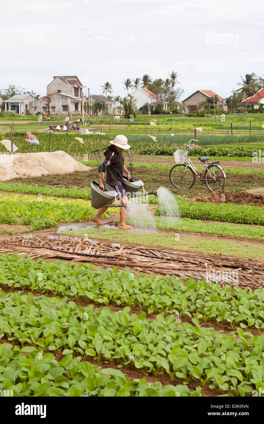 Lavoratore l'irrigazione delle colture in una fattoria biologica nella periferia di Hoi An Vietnam Foto Stock