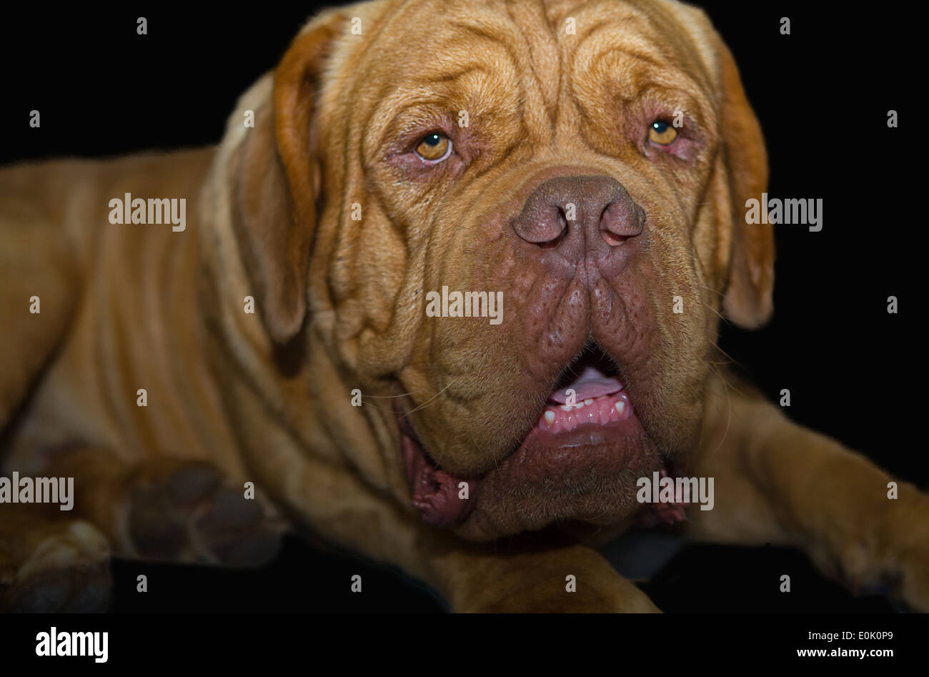 Close-up di Dogue de Bordeaux. Dogue de Bordeaux Bordeaux Mastiff, Francese Mastiff o cane di Bordeaux Foto Stock