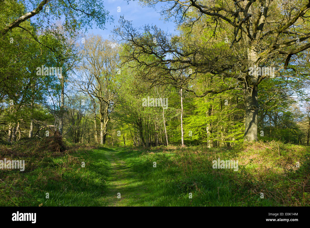 Il paese a piedi entro Bruern legno in Cotswolds, Oxfordshire, Regno Unito Foto Stock