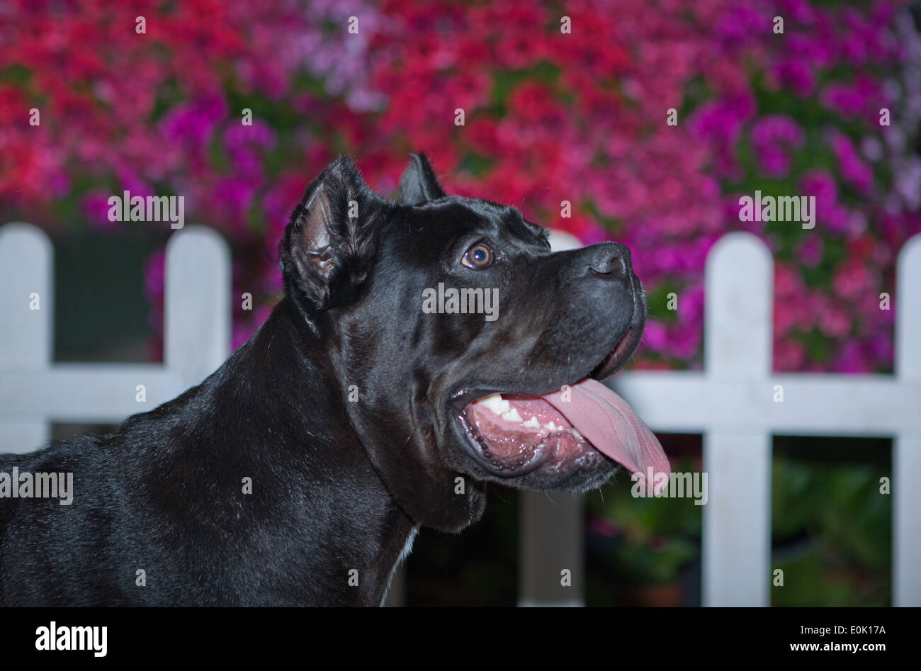 Cane Corso watchdog il portrait isolate su sfondo di fiori Foto Stock