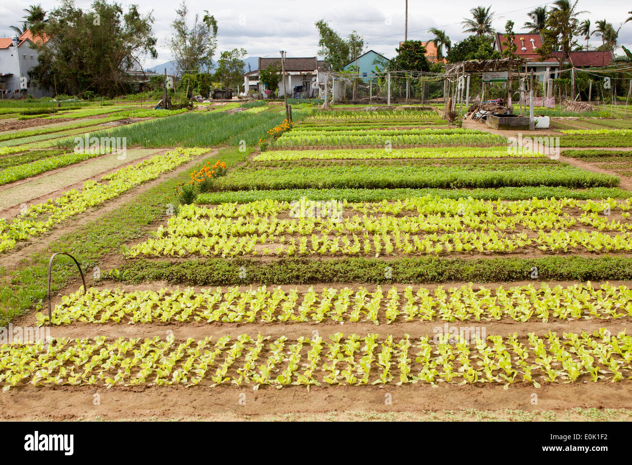 Azienda agricola biologica nella periferia di Hoi An Vietnam Foto Stock