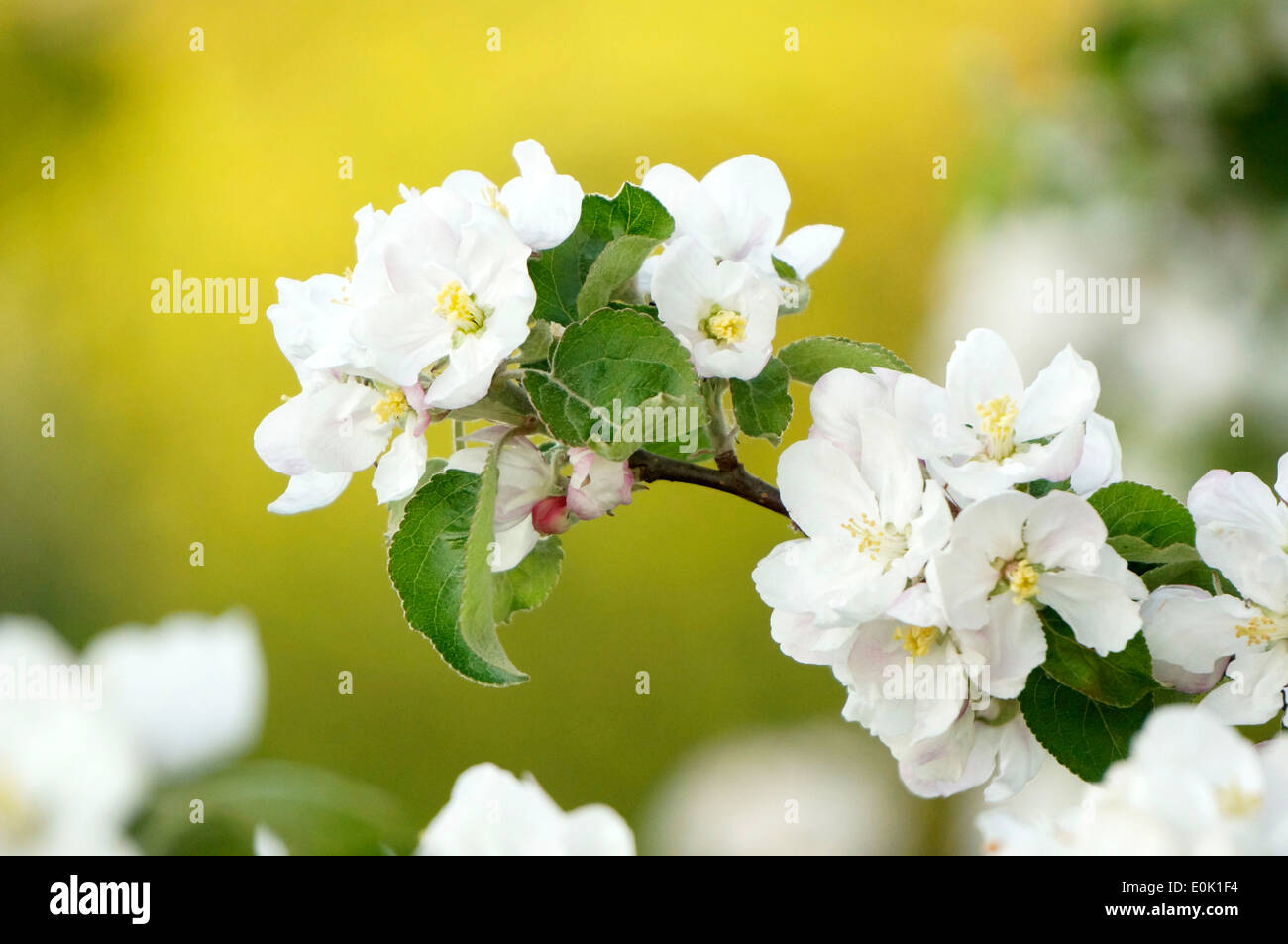 Close-up di frutteti in fiore in primavera Foto Stock