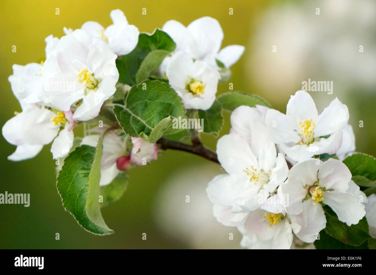 Close-up di frutteti in fiore in primavera Foto Stock