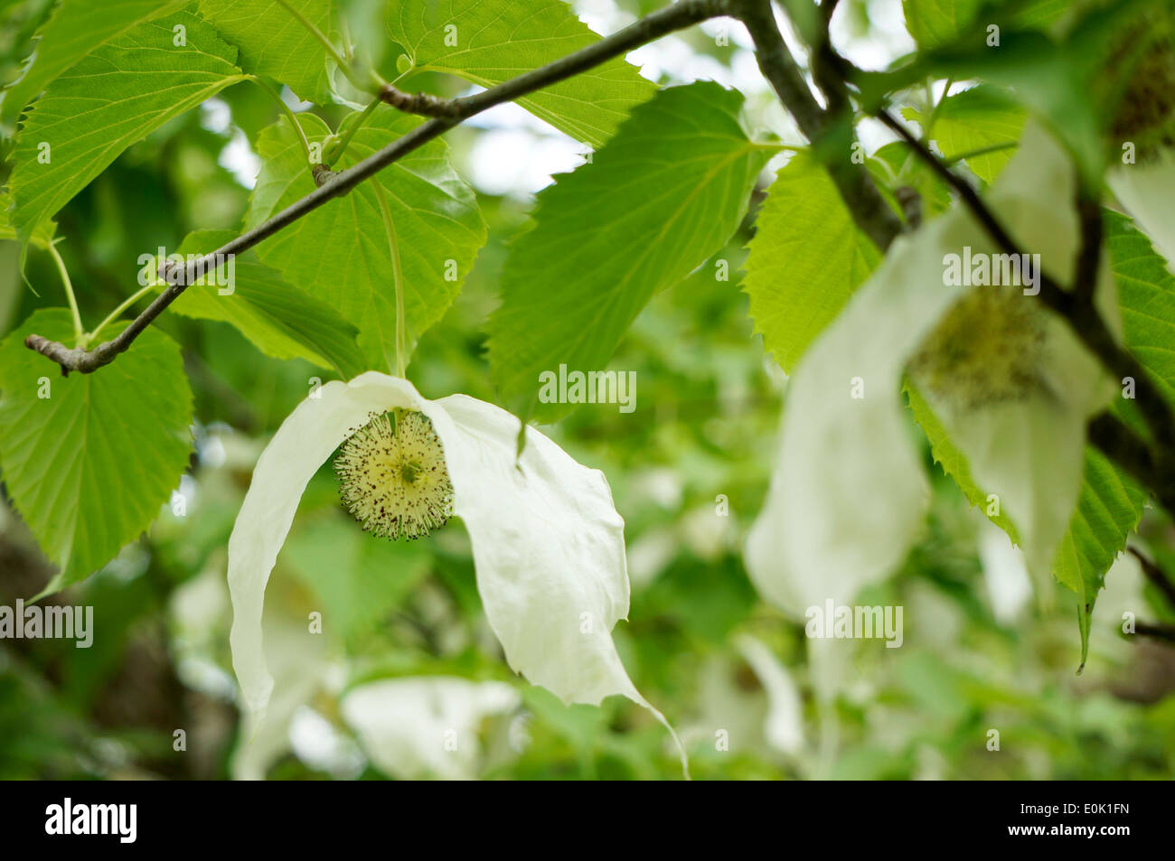 Un cinese Hanky albero con fiori Foto Stock