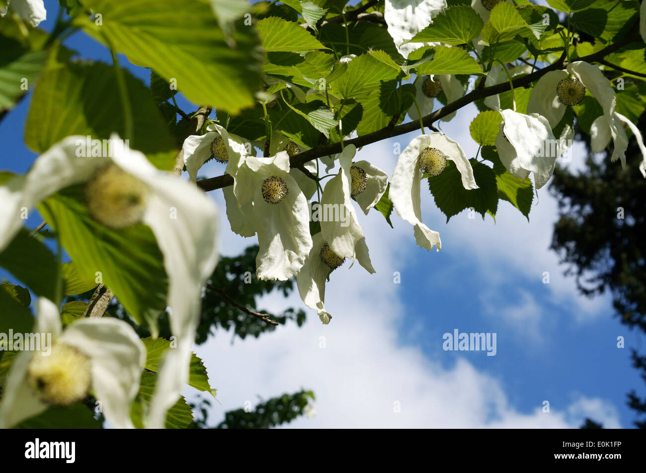 Un cinese Hanky albero con fiori Foto Stock