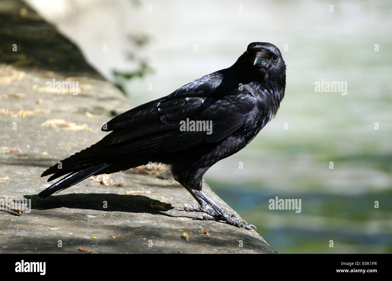 Close-up di un curioso Raven o Crow per cercare cibo e rivolta verso la fotografia negli occhi Foto Stock