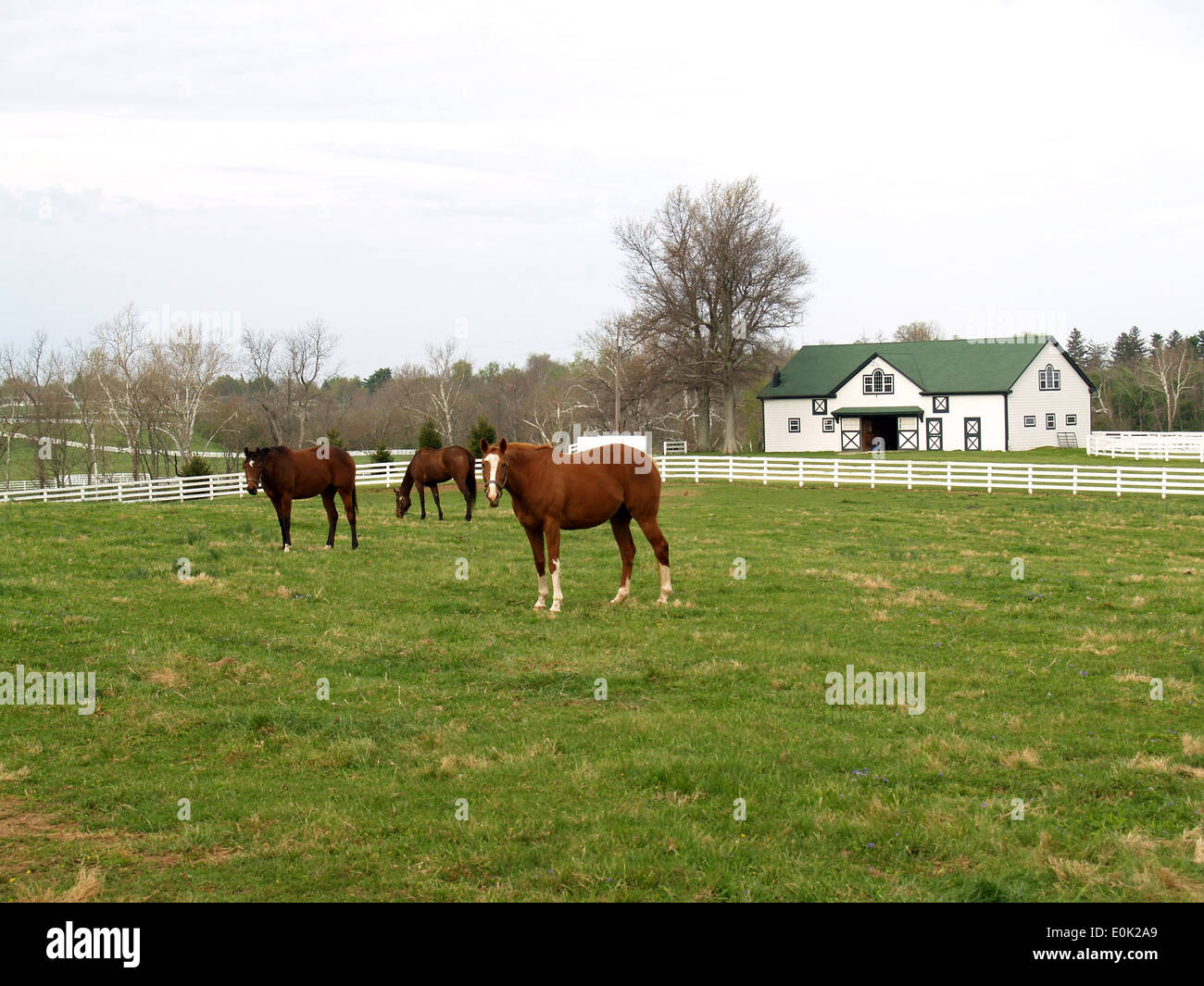 I cavalli purosangue in una fattoria fuori di Lexington, Kentucky Foto Stock