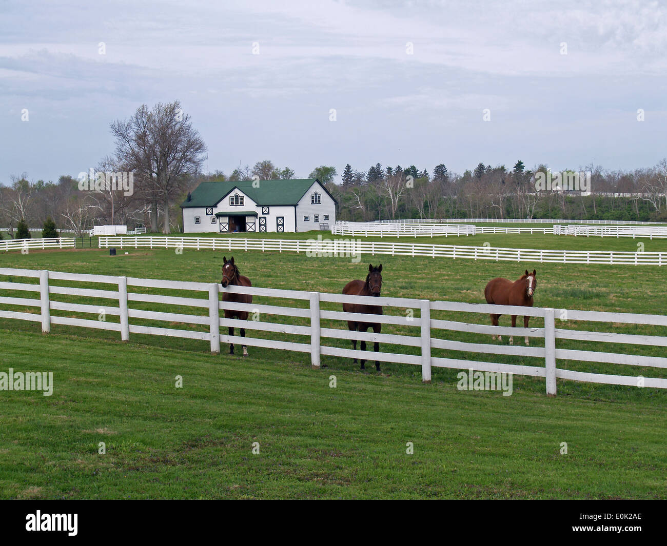 I cavalli purosangue presso il recinto,Lexington, Kentucky Foto Stock