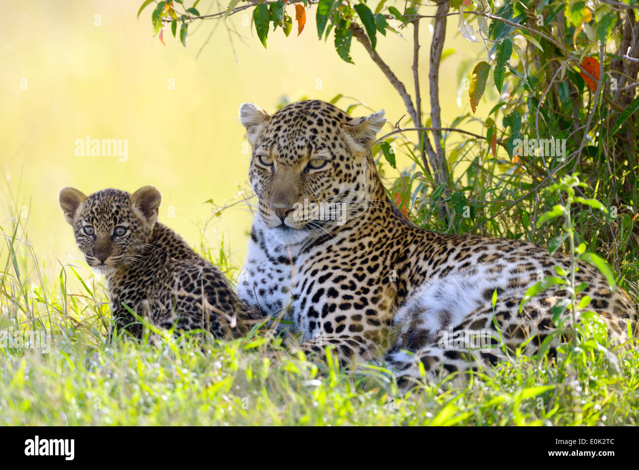 Leopard madre con un cub, il Masai Mara, Kenya Foto Stock