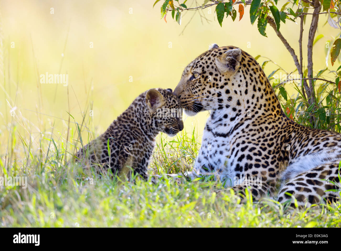 Leopard madre con un cub, il Masai Mara, Kenya Foto Stock